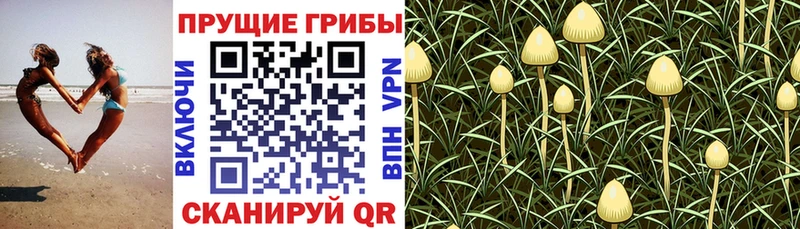 Галлюциногенные грибы мухоморы  купить   Короча 